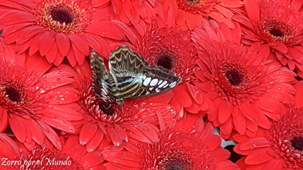 Mariposa en flor Changi
