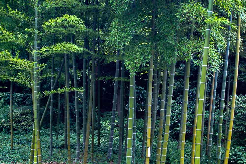 Bambú Japón Paisaje Zorro Mundo Viajar Impuesto Salida